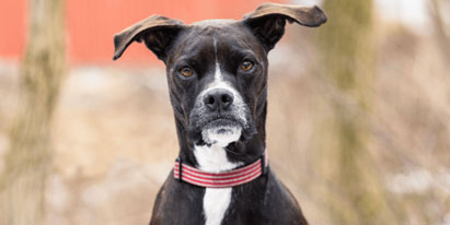 Ned, the dog who inspired Lisa Yasenchak to start New Era Dog Training