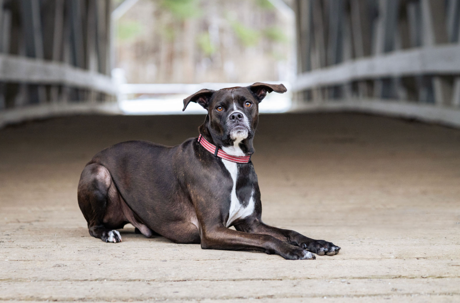 Ned, the dog who inspired her to start New Era Dog Training