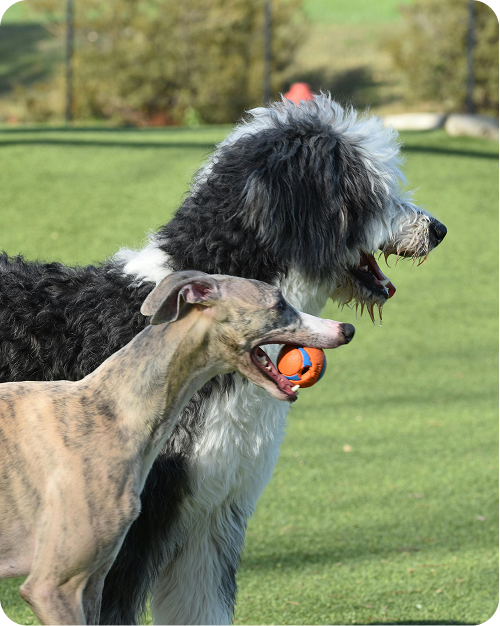 two-dogs-playing Two dogs playing together during a group dog training class.